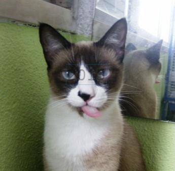 Imagem de perfil